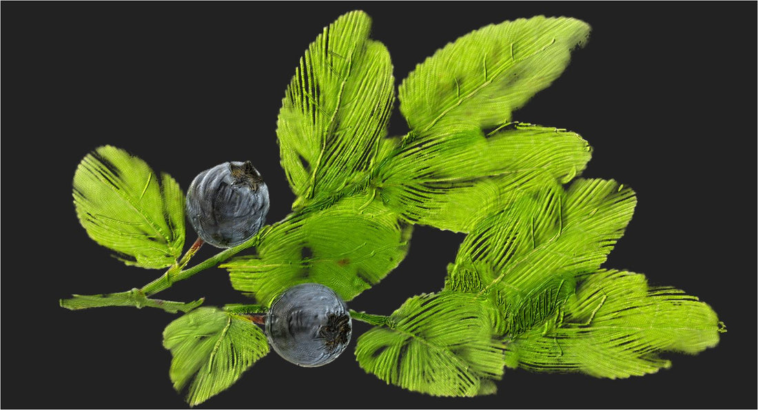 Bilberry leaf - OUI ORGANIQUE