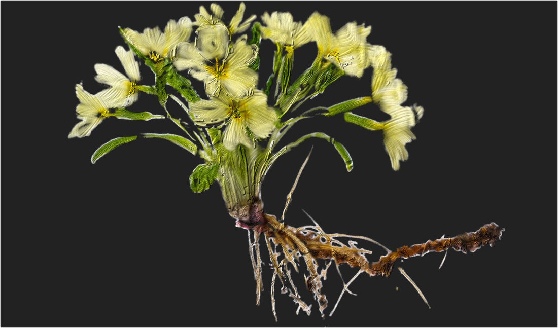 Evening primrose oil